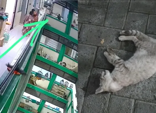 Seorang pria lempar kucing dari lantai 5 rusunawa (Dok. Threads/@noviliyamdn_)