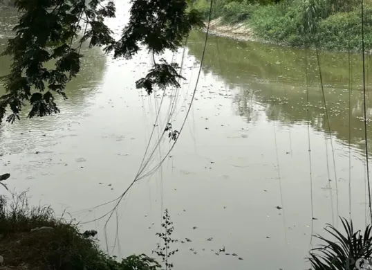 Bangkai ikan sapu-sapu mengapung di Kali Bekasi, sekitar Perumahan Pondok Mitra Lestari (PML), Jatiasih, Kota Bekasi, Jumat, 16 Oktober 2026. (Sumber: Poskota/Dini Aghnny Khoiriyah)