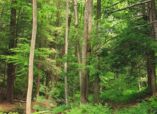 PT Hutan Lestari Raya mengembangkan usaha hutan tanaman industri di Bangka Selatan, Kepulauan Bangka Belitung. (Sumber: Wikimedia Commons)