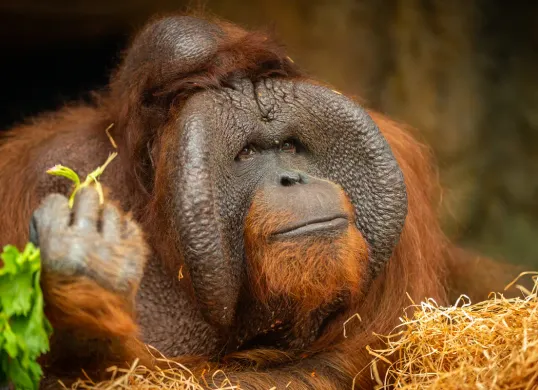 Kata kunci orangutan dibatasi di Instagram dan Threads sejak 20 Oktober 2026. (Sumber: Magnific/vladimircech)