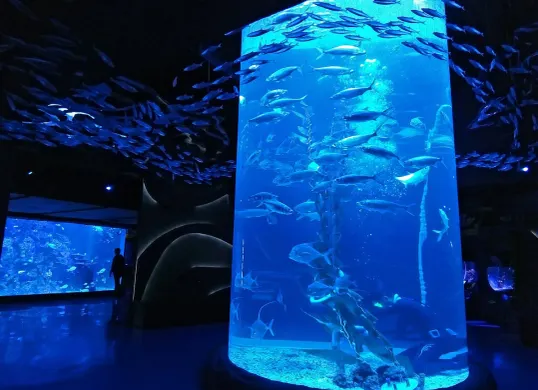Jakarta Aquarium & Safari menjadi salah satu pilihan wisata akuarium di Jakarta yang menawarkan pengalaman mengenal kehidupan bawah laut untuk keluarga. (Sumber: Wilkipedia)