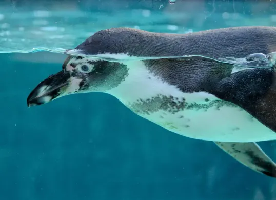 Seekor pinguin saat berenang di area akuarium. Wisata edukasi satwa di Jakarta menawarkan pengalaman berinteraksi dan melihat langsung keunikan kehidupan fauna secara lebih dekat. (Sumber: Dok. Pixabay/Dariusz Robert Drewnicki)