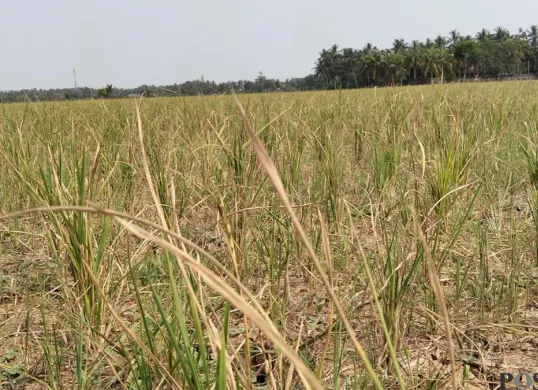 Tanaman padi petani di Kecamatan Pagelaran, Pandeglang gagal panen akibat kekeringan. (Sumber: Poskota/Samsul Fatoni)