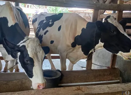 Peternak sapi perah di wilayah Lembang Kabupaten Bandung Barat, kesulitan dapat pakan hijauan di musim kemarau. (Sumber: Poskota/Gatot Poedji Utomo)
