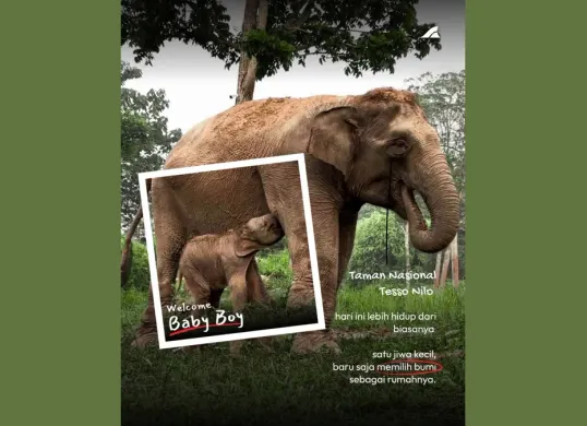 Kelahiran bayi gajah sumatra di Taman Nasional Tesso Nilo pada Senin, 28 September 2026. (Sumber: Dok. Instagram/@btn_tessonilo)