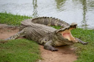 Detik-Detik Buaya Terlihat di Kali Rivaria Depok, Rekaman Videonya Jadi Sorotan Publik (Sumber: Pinterest)