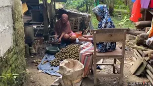 Pengrajin buah kolang kaling di Kampung Cibulung, Desa Tambakbaya, Kecamatan Cibadak, Kabupaten Lebak, saat mengolah buah aren. (Sumber: Poskota/Samsul Fatoni)