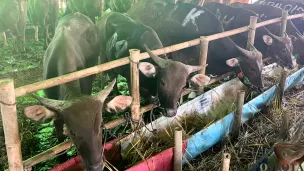 Kondisi salah satu peternakan Sapi Bali Kemanggisan di Jalan Kemanggisan Raya, Palmerah, Jakarta Barat, Minggu, 17 Mei 2026. (Sumber: Poskota/Pandi Ramedhan)