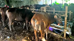 Kondisi salah satu peternakan Sapi Bali Kemanggisan di Jalan Kemanggisan Raya, Palmerah, Jakarta Barat, Minggu, 17 Mei 2026. (Sumber: Poskota/Pandi Ramedhan)
