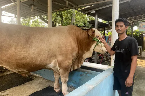 Penampakan satu dari dua ekor sapi kurban yang dipesan Presiden RI, Prabowo Subianto, dari peternak lokal di Kota Tangerang. (Sumber: POSKOTA | Foto: Primayanti)